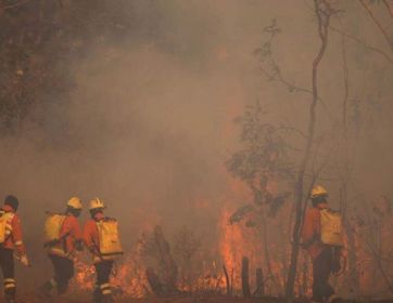 La ONU acuerda negociar un protocolo específico contra los delitos ambientales