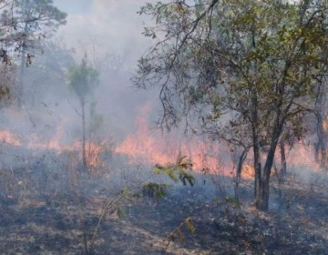M&aacute;s de 40,000 hect&aacute;reas de bosque perdidas por incendios en Guatemala, un aumento del 40 %