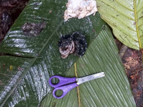 "Saldremos de esta selva con los ni&ntilde;os", afirma padre de desaparecidos en Colombia