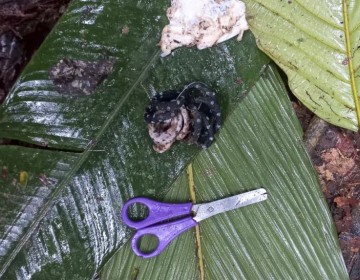 "Saldremos de esta selva con los ni&ntilde;os", afirma padre de desaparecidos en Colombia
