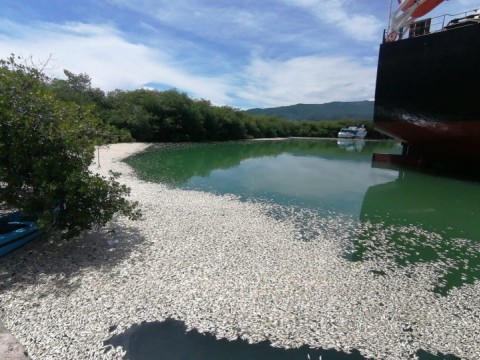 Medio Ambiente investiga muerte de peces