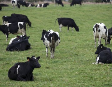 Holanda sacrificar&aacute; miles de visones de granjas contagiadas con coronavirus