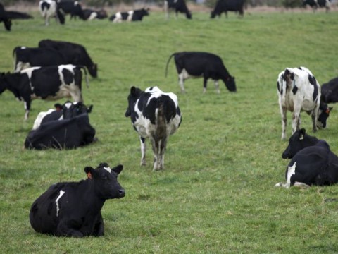 Holanda sacrificar&aacute; miles de visones de granjas contagiadas con coronavirus