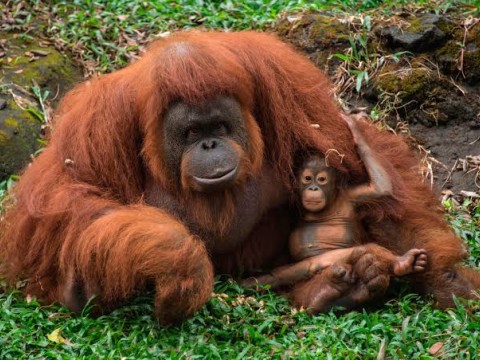 Descubren que los sonidos que emiten los orangutanes son aprendidos como los humanos, a trav&eacute;s de la interacci&oacute;n social