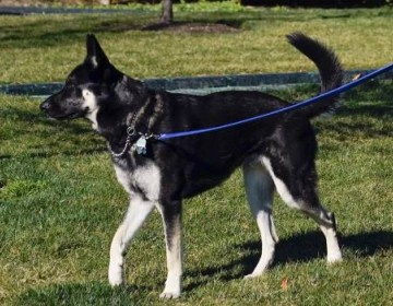 Perro de Biden muerde a otra persona en la Casa Blanca