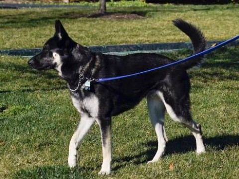 Perro de Biden muerde a otra persona en la Casa Blanca
