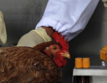 China registra el primer caso mundial de gripe aviar H10N3 en humanos