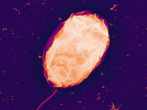 Una bacteria puede tener un gran impacto en procesar tierras raras