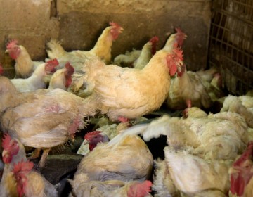 Se registra desabasto, especulaci&oacute;n y alzas en los precios del pollo