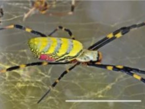 Alarma en EE.UU por ara&ntilde;a gigante que invadir&aacute; la costa este norteamericana