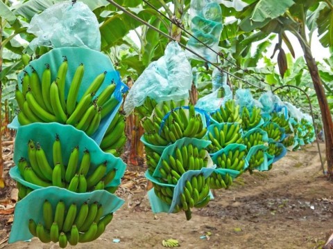 Ca&iacute;da de exportaciones de Banano mantiene preocupados a los productores de la Regi&oacute;n Sur 