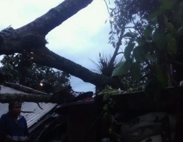 Ni&ntilde;o de cinco a&ntilde;os muere al caer &aacute;rbol en su vivienda en Puerto Plata 