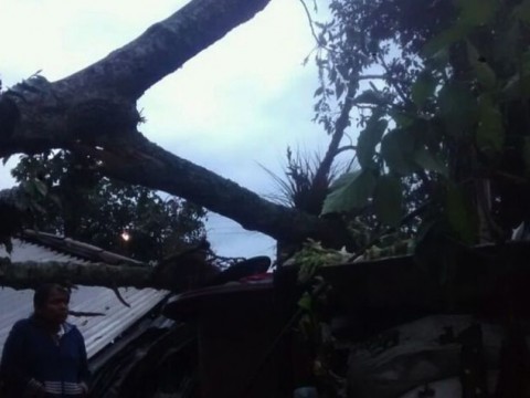 Ni&ntilde;o de cinco a&ntilde;os muere al caer &aacute;rbol en su vivienda en Puerto Plata 