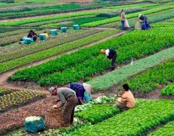 Ministerio de Agricultura ayudar&aacute; a productores de vegetales y hortalizas que vend&iacute;an sus bienes a hoteles y restaurantes