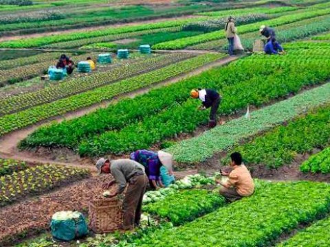 Ministerio de Agricultura ayudar&aacute; a productores de vegetales y hortalizas que vend&iacute;an sus bienes a hoteles y restaurantes