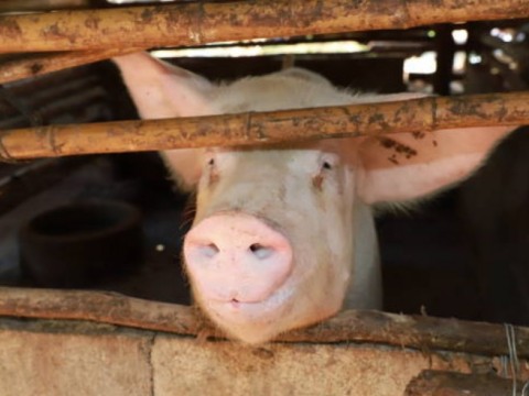 Por brote de fiebre porcina declaran estado de emergencia regional