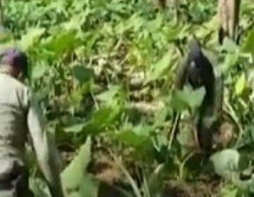 Arrestan a ocho haitianos por sembrar yaut&iacute;a en el Parque Nacional Los Haitises