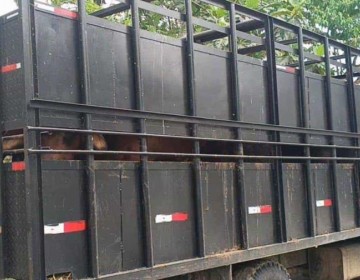 Tres meses de prisi&oacute;n preventiva contra chofer acusado de robo de ganado en Hato Mayor