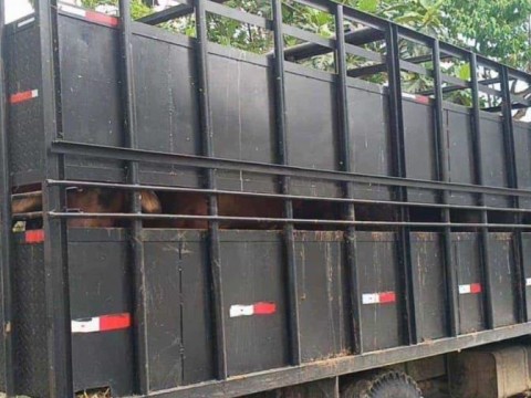 Tres meses de prisi&oacute;n preventiva contra chofer acusado de robo de ganado en Hato Mayor