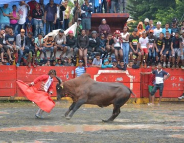 Toros siguen atacando en fiestas patronales del Seibo