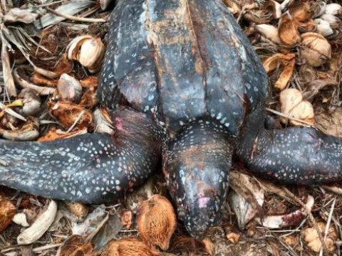 Desconocidos matan dos tortugas en playas de Miches y B&aacute;varo