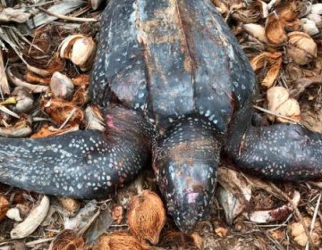 Desconocidos matan dos tortugas en playas de Miches y B&aacute;varo