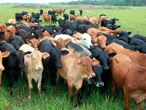 Ganaderos dicen cuatreros haitianos est&aacute;n robando animales