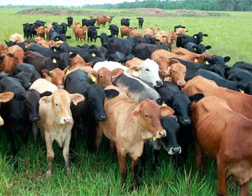 Ganaderos dicen cuatreros haitianos est&aacute;n robando animales