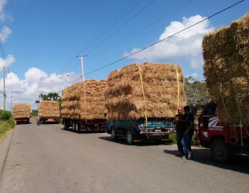 Agricultura asiste a productores; entrega m&aacute;s de 70 mil pacas de pasto al sector ganadero de RD