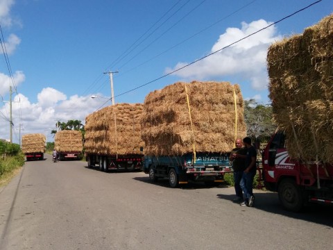 Agricultura asiste a productores; entrega m&aacute;s de 70 mil pacas de pasto al sector ganadero de RD