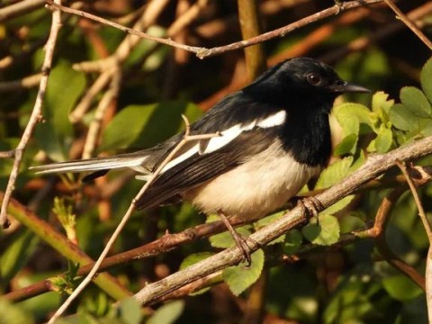 Por la actividad humana, las aves tropicales est&aacute;n cambiando su fisonom&iacute;a y dieta
