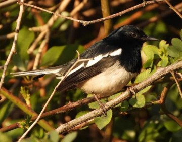 Por la actividad humana, las aves tropicales est&aacute;n cambiando su fisonom&iacute;a y dieta