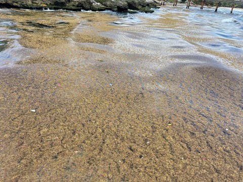 Tras retirar 33 toneladas de sargazo, plantas ITABO reingresan al sistema