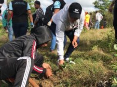 Siembran cientos de &aacute;rboles en entrada depredada de Sabana Grande de Boy&agrave;