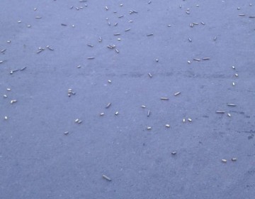 PN recolecta m&aacute;s de 100 casquillos dejados por enfrentamiento entre delincuentes 