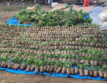 Decomisan gran cultivo de presunta Marihuana en Constanza