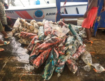 CODOPESCA decomisa 623 libras y 806 libras de peces loro en Saman&aacute;