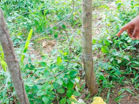 Muere ni&ntilde;a electrocutada en Esperanza