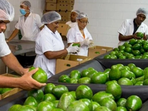 Aguacate de desecho una fuente para producir aceite