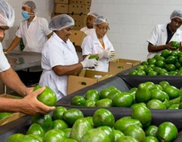Aguacate de desecho una fuente para producir aceite