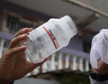 Los mosquitos: de enemigos a aliados contra el dengue