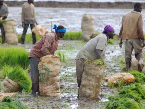En reforma al C&oacute;digo, proponen que Ministerio de Trabajo d&eacute; permisos a braceros extranjeros