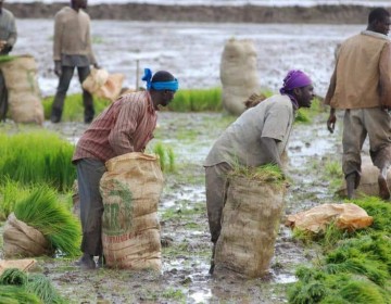 En reforma al C&oacute;digo, proponen que Ministerio de Trabajo d&eacute; permisos a braceros extranjeros