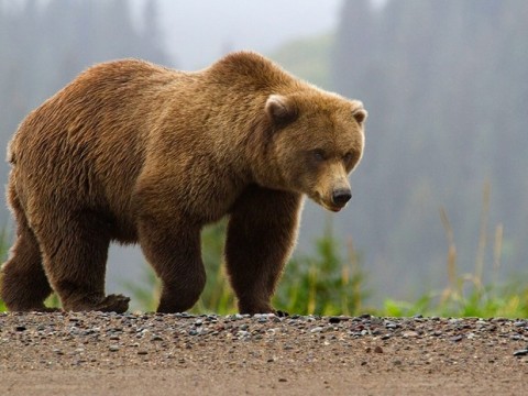Reportan un aumento en el n&uacute;mero de ataques de osos a humanos en todo el mundo