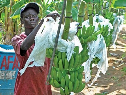 Bananero afirma repatriaciones ponen en peligro producci&oacute;n
