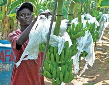 Bananero afirma repatriaciones ponen en peligro producci&oacute;n