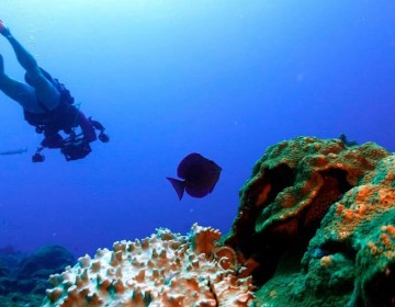 El mundo del buceo, preocupado por el blanqueamiento de los corales