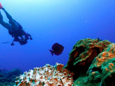El mundo del buceo, preocupado por el blanqueamiento de los corales
