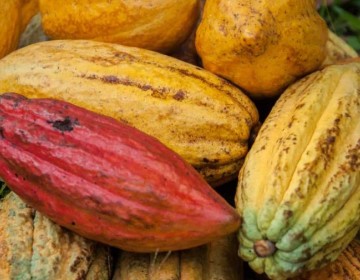 Diez cultivos abarcan m&aacute;s de la mitad de pr&eacute;stamos a tasa cero en seis meses