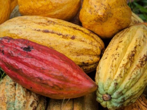 Diez cultivos abarcan m&aacute;s de la mitad de pr&eacute;stamos a tasa cero en seis meses